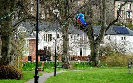 A park setting features a paved path with wooden benches on the grass. Tall trees with bare branches are adorned with colorful string lights. In the background, residential buildings are visible, one with solar panels on the roof. A large, vibrant parrot is perched in one of the trees, adding a splash of color to the scene.