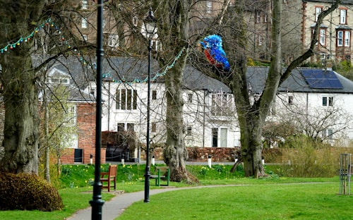 A park setting features a paved path with wooden benches on the grass. Tall trees with bare branches are adorned with colorful string lights. In the background, residential buildings are visible, one with solar panels on the roof. A large, vibrant parrot is perched in one of the trees, adding a splash of color to the scene.
