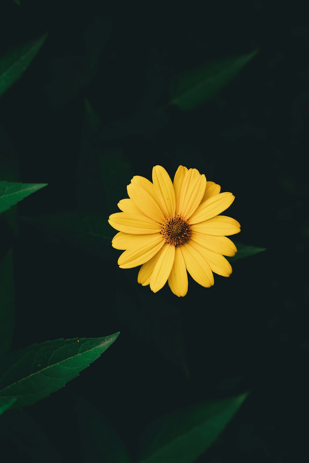 a yellow flower with green leaves