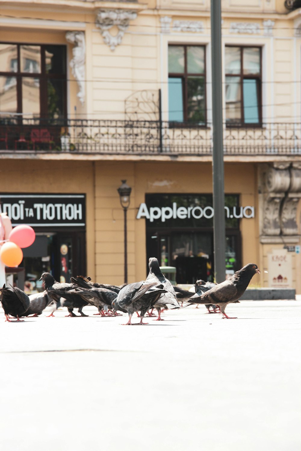 a group of birds walking on the sidewalk