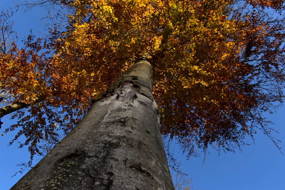 a tree with orange leaves