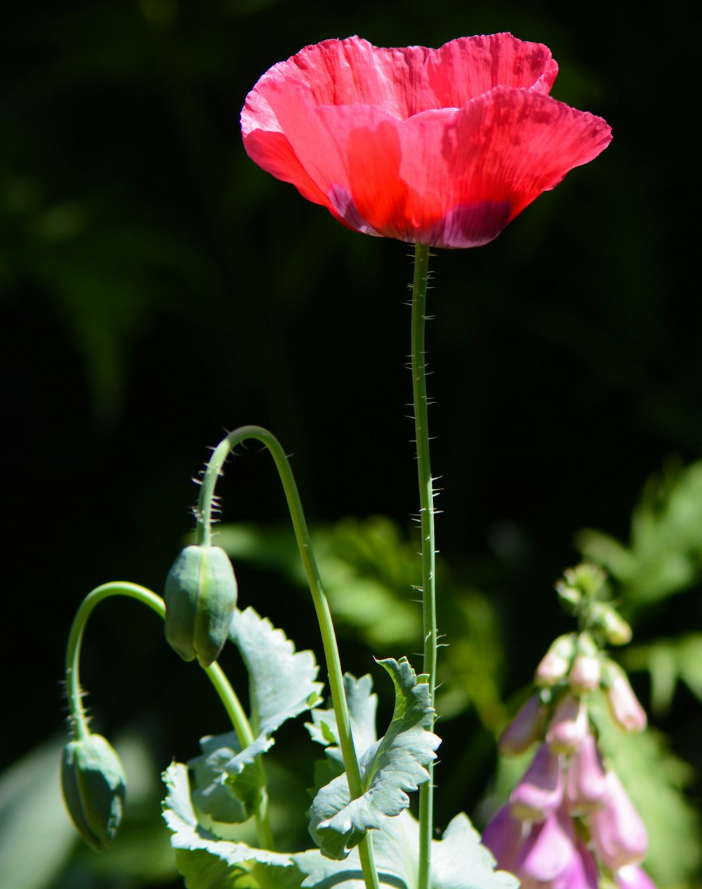 a red flower with green leaves