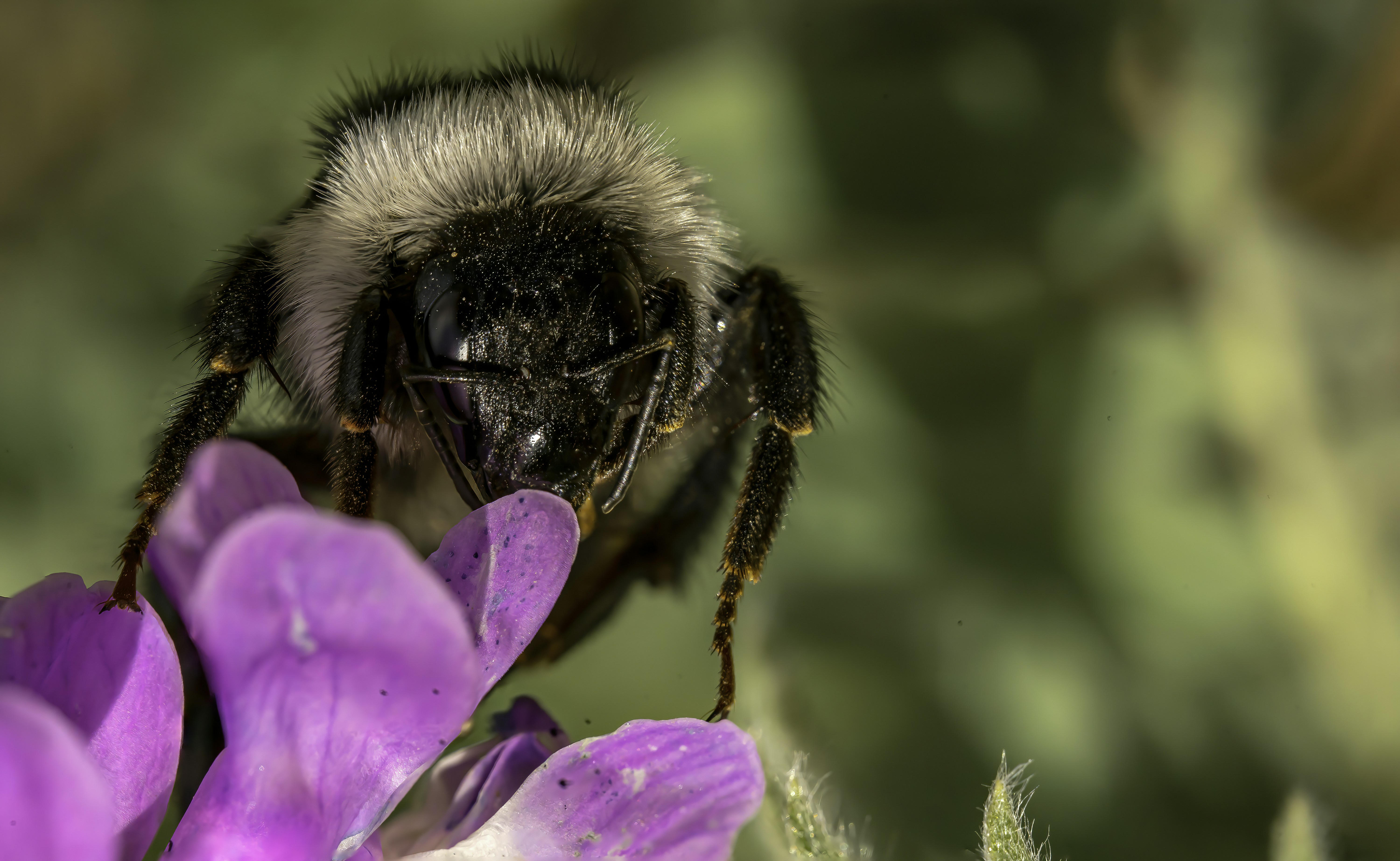 a bee on a flower