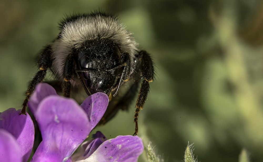 a bee on a flower