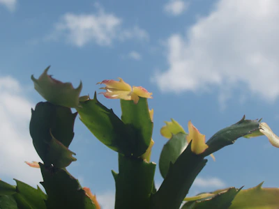 Close-up of huachuma cactus blooming under a clear blue sky