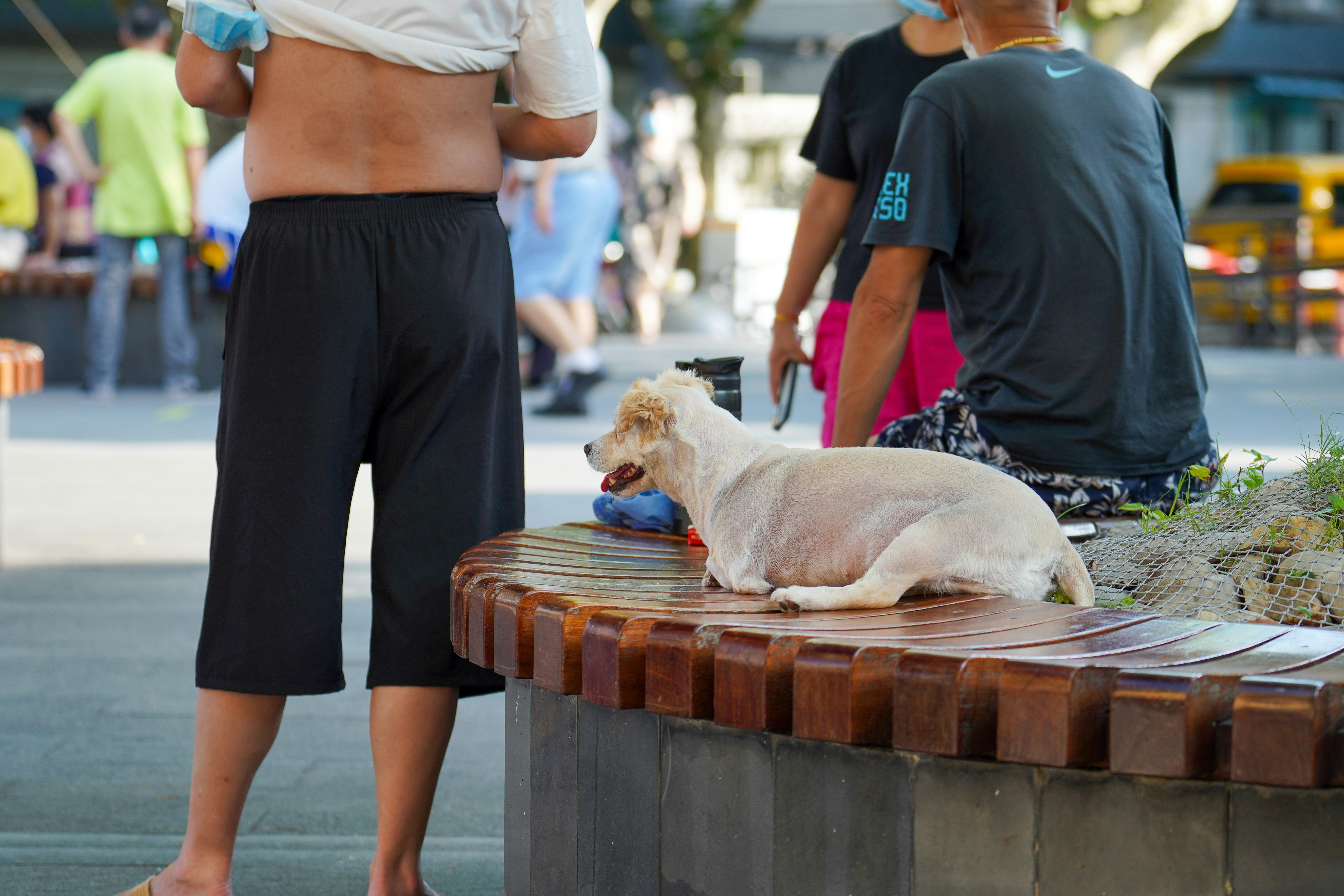A dog lying on a bench photo – Free Human Image on Unsplash