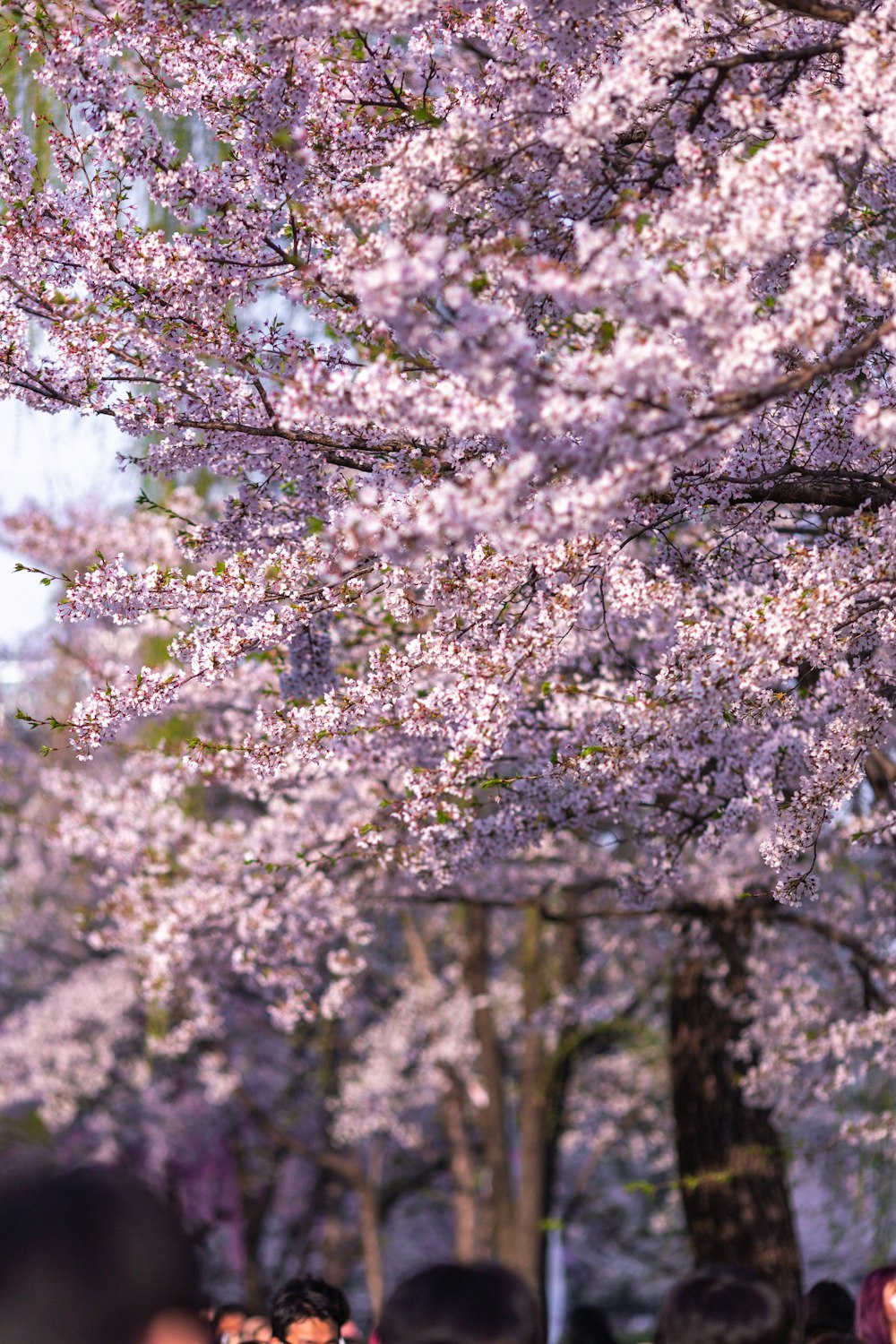 a group of people standing under a tree with pink blossoms