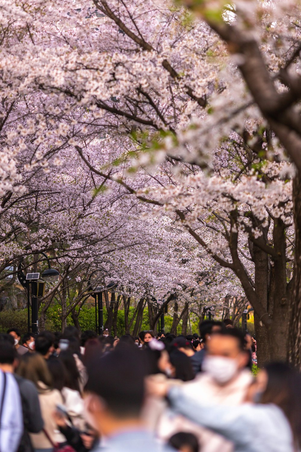 a group of people walking under cherry blossoms