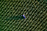 a group of people flying kites in the sky