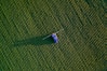 a group of people flying kites in the sky