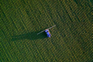 a group of people flying kites in the sky