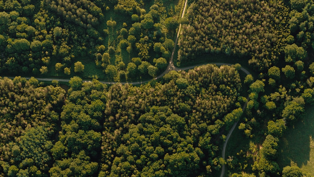 a forest of trees