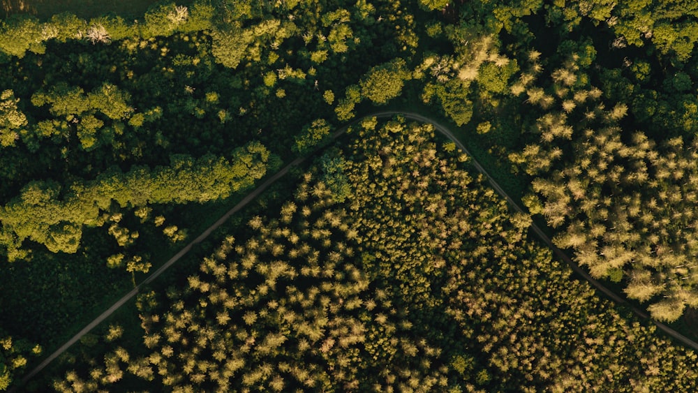 a winding road through a forest