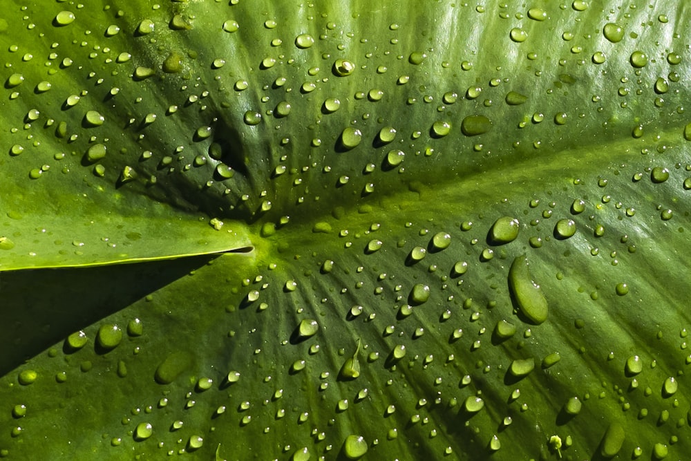 a row of green plants