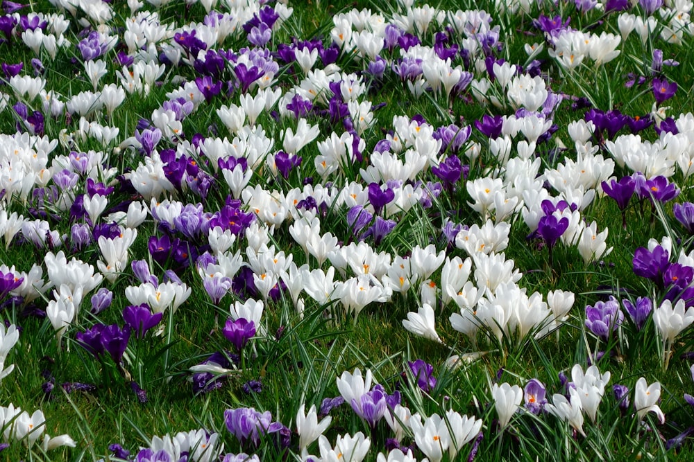 um campo de flores com Hulda Klager Lilac Gardens no fundo
