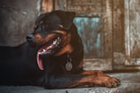 A rescued rottweiler resting peacefully in a cozy home environment with a loving adopter.