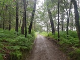 A serene forest path surrounded by wildflowers and ferns.