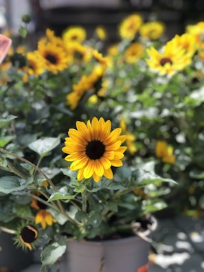 Bright baby sunflowers in a small pot, their cheerful faces turned towards the sun.