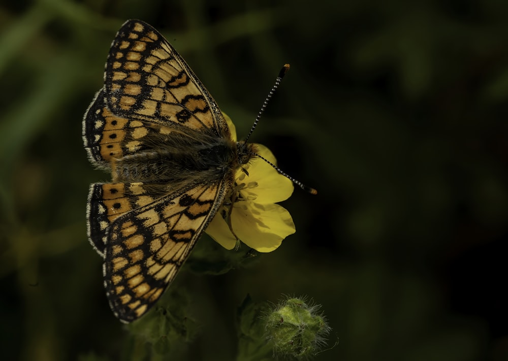 a butterfly on a flower