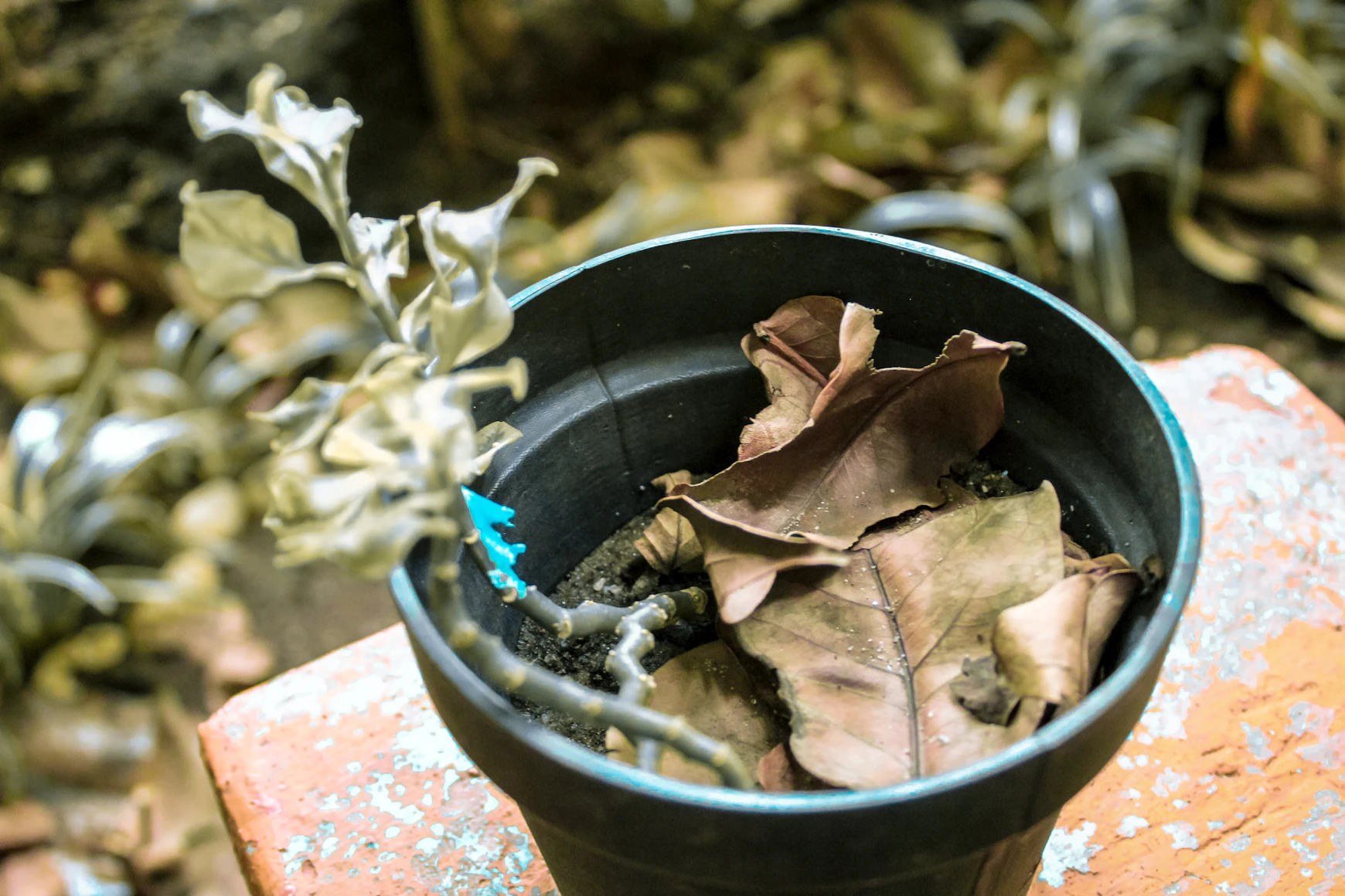Gardener applying a layer of
    mulch to a pot to protect roots from drying winds
