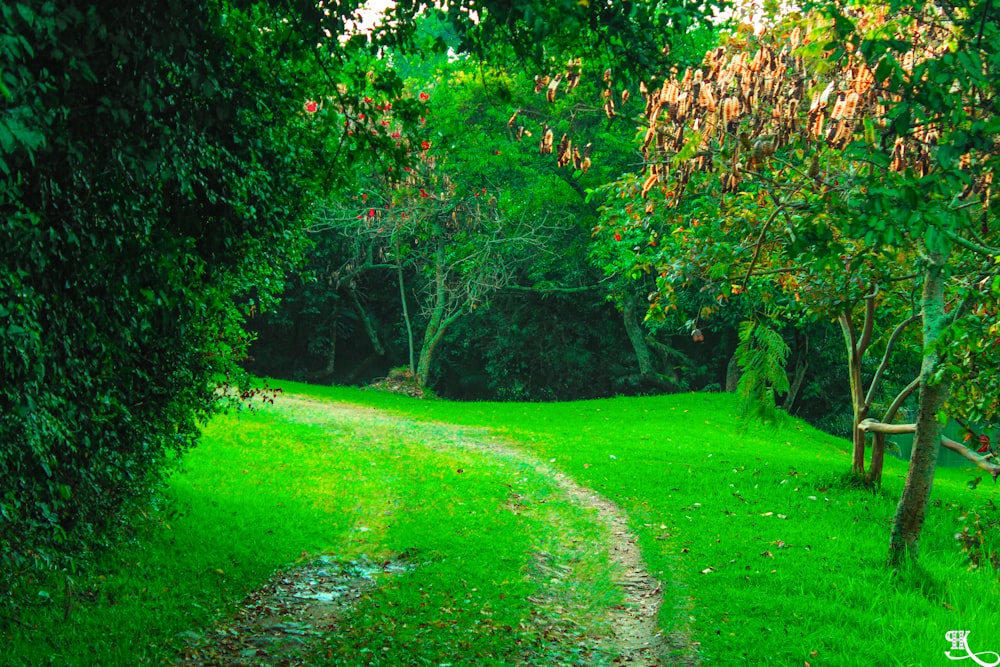 a path through a forest