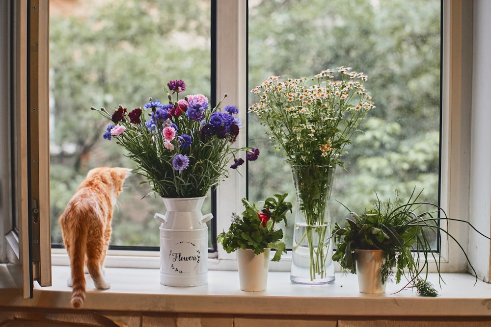 a cat looking out a window