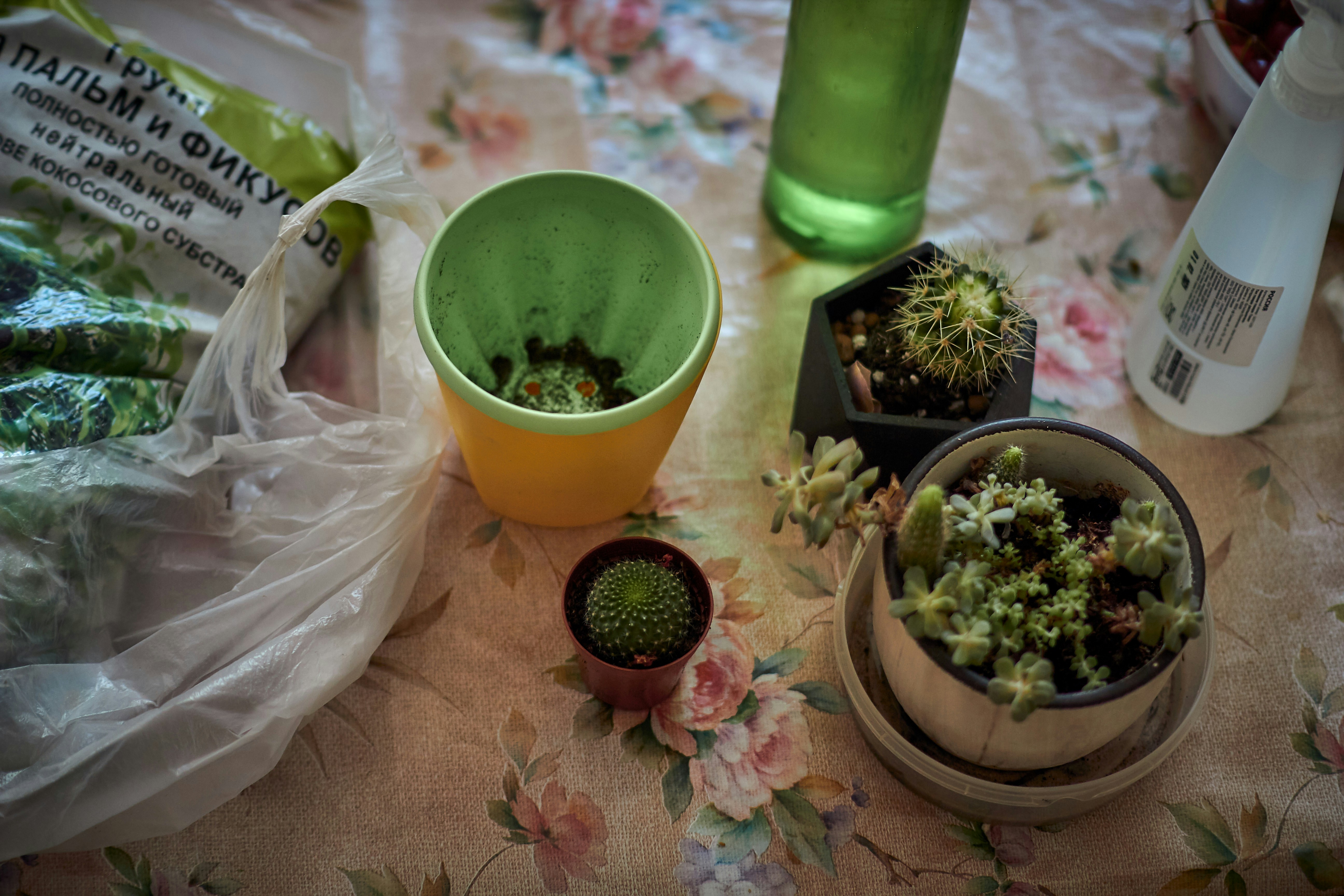 photo-1656414588518-0b3780e99f0a?ixid=M3wxMjA3fDB8MXxzZWFyY2h8N3x8cnV0aW5hJTIwY29uJTIwaGVyYmFsaWZlJTIwdHJhcyUyMGV4Y2Vzb3N8ZW58MHx8fHwxNzU2NTYxOTU2fDA\u0026ixlib=rb-4.1.0