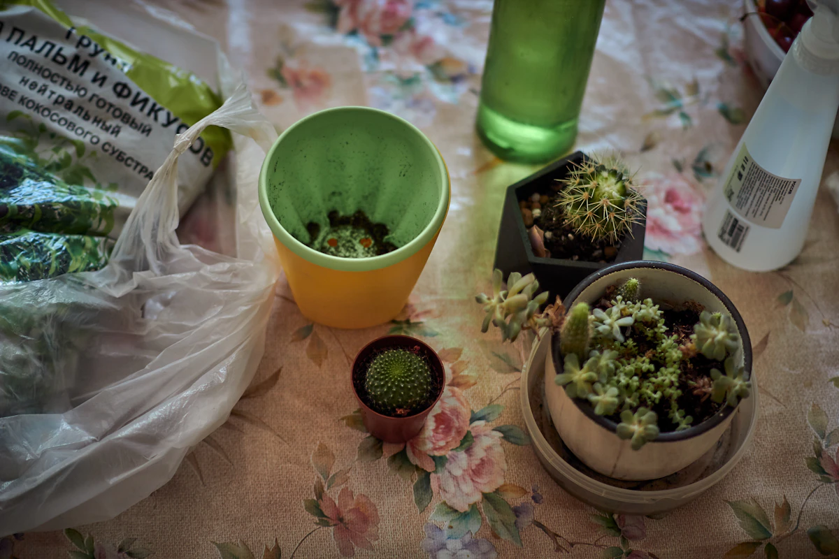 Multiple potted plants of different sizes on a table