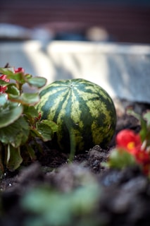 a green vegetable growing in a pot