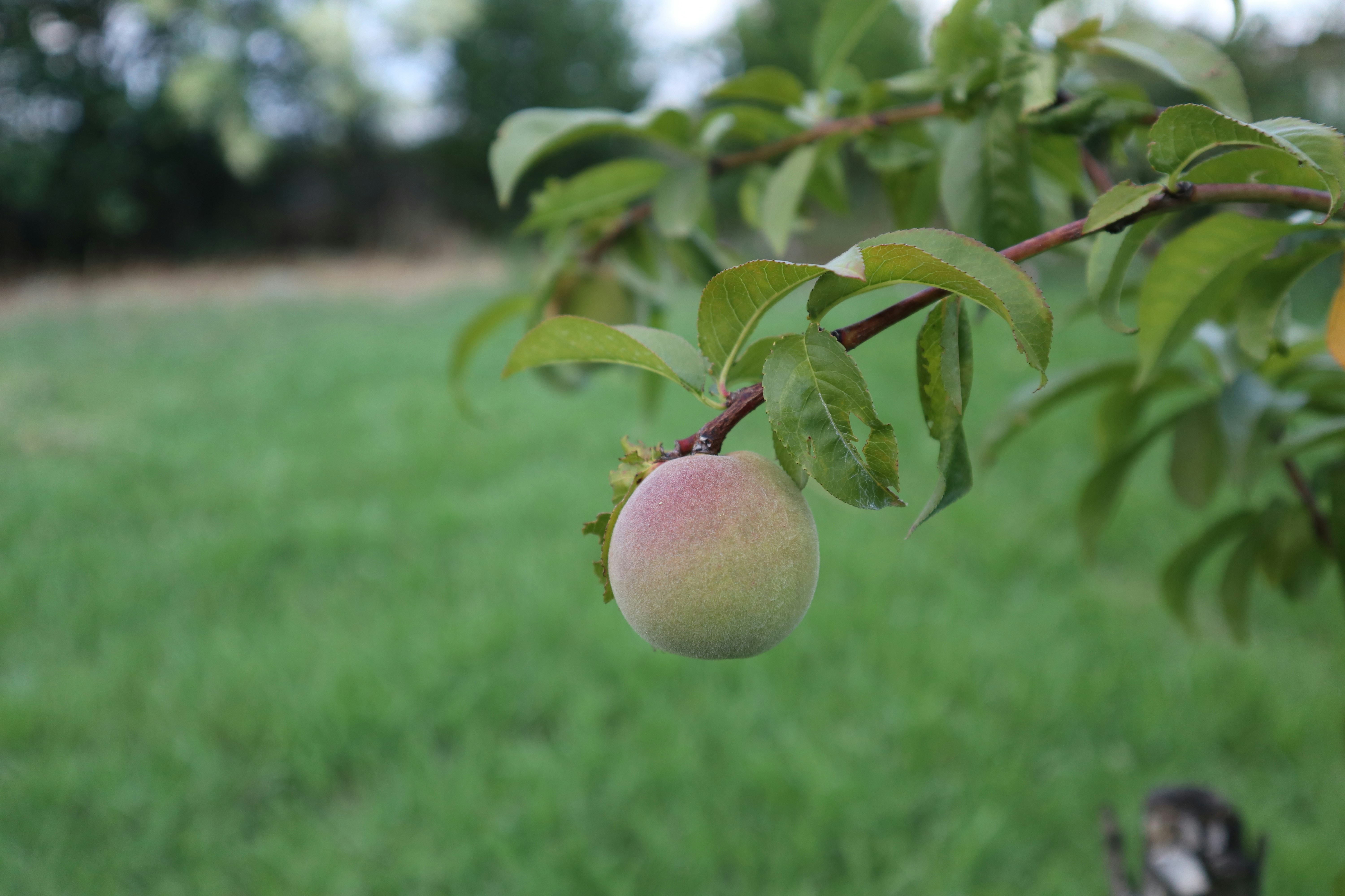 The Ultimate 2025 Fall Gardening Guide: How to Grow Perfect O'Henry Peach Trees