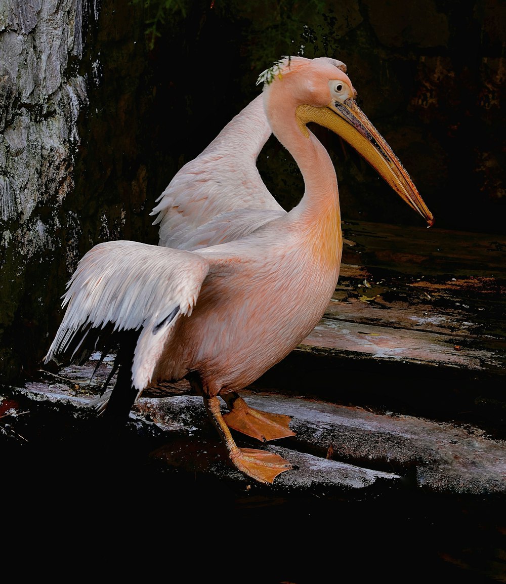 a bird standing on a log