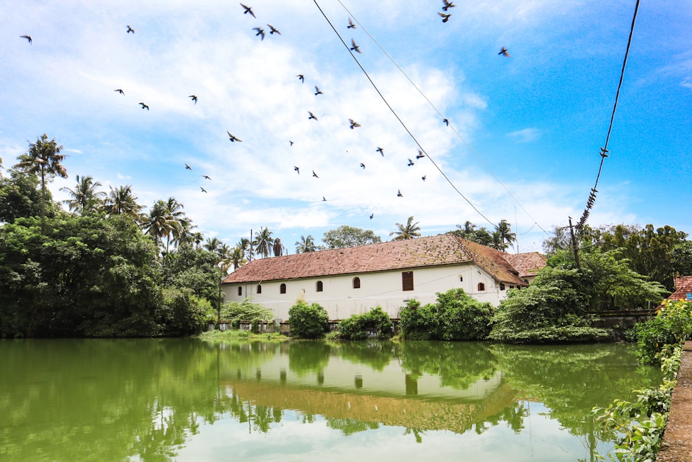 a flock of birds flying over a house