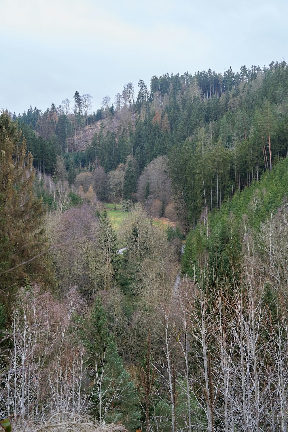 a forest of trees