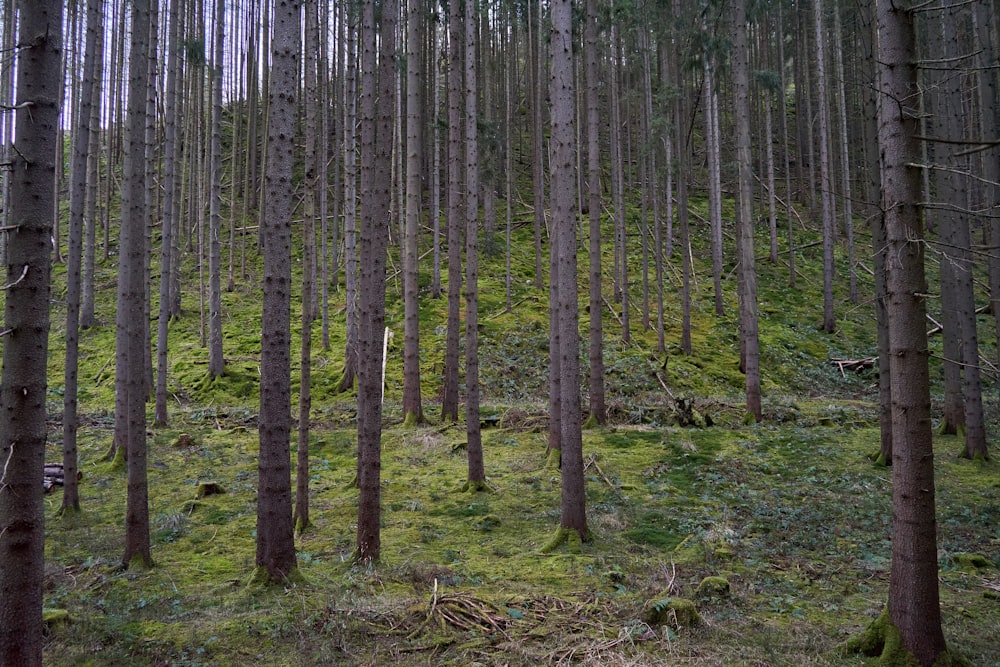 a forest of trees