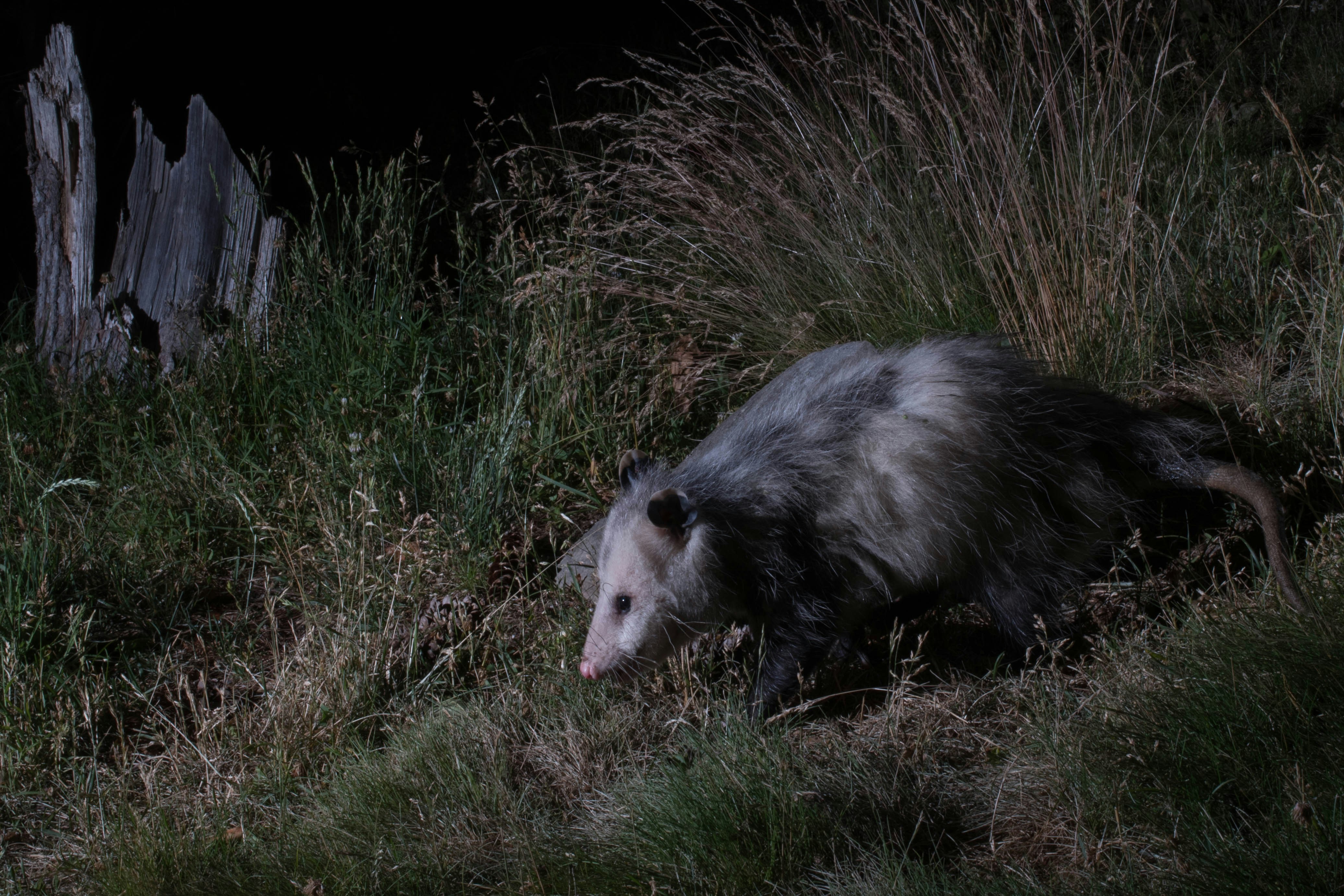 Opossum