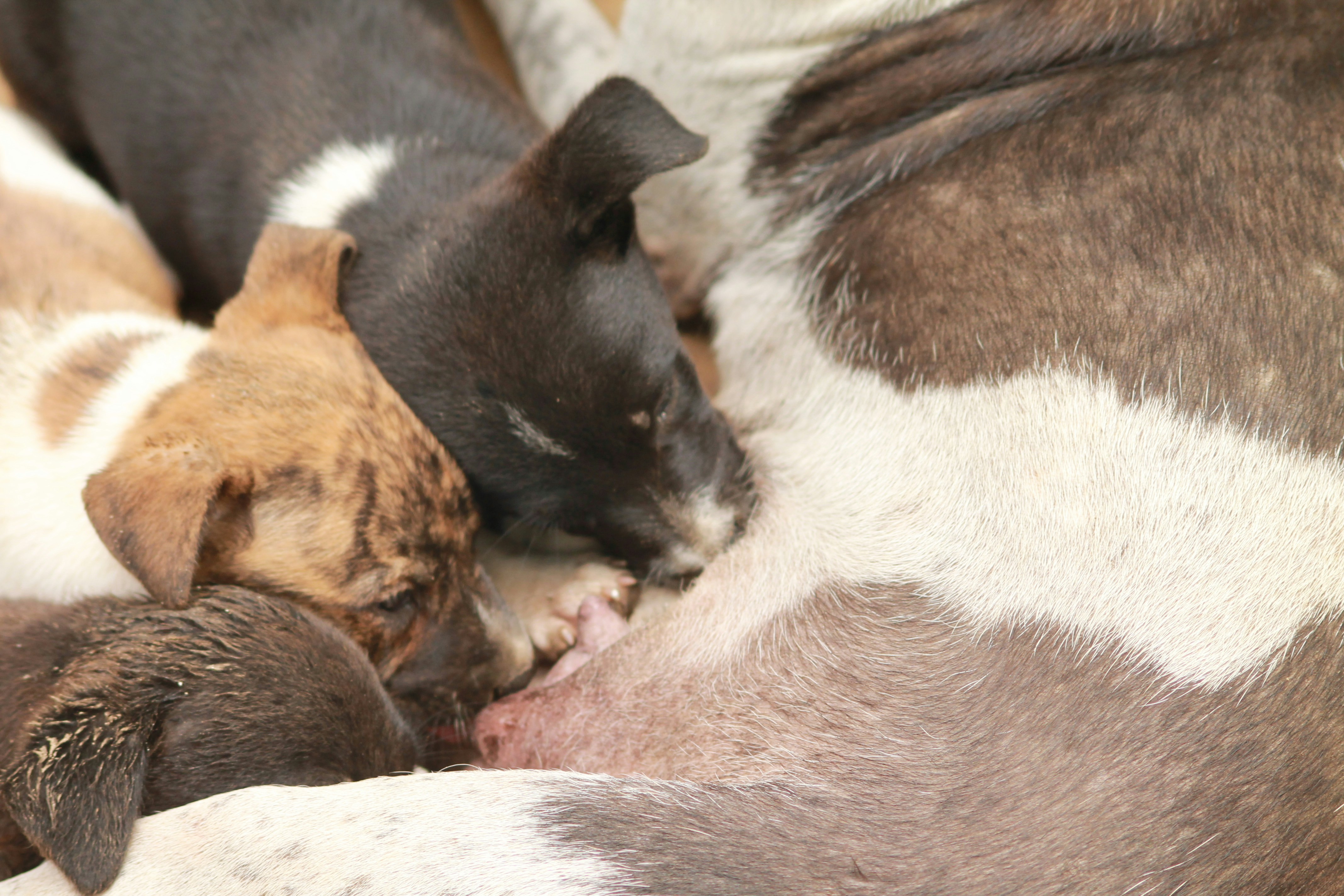 a group of puppies sleeping together