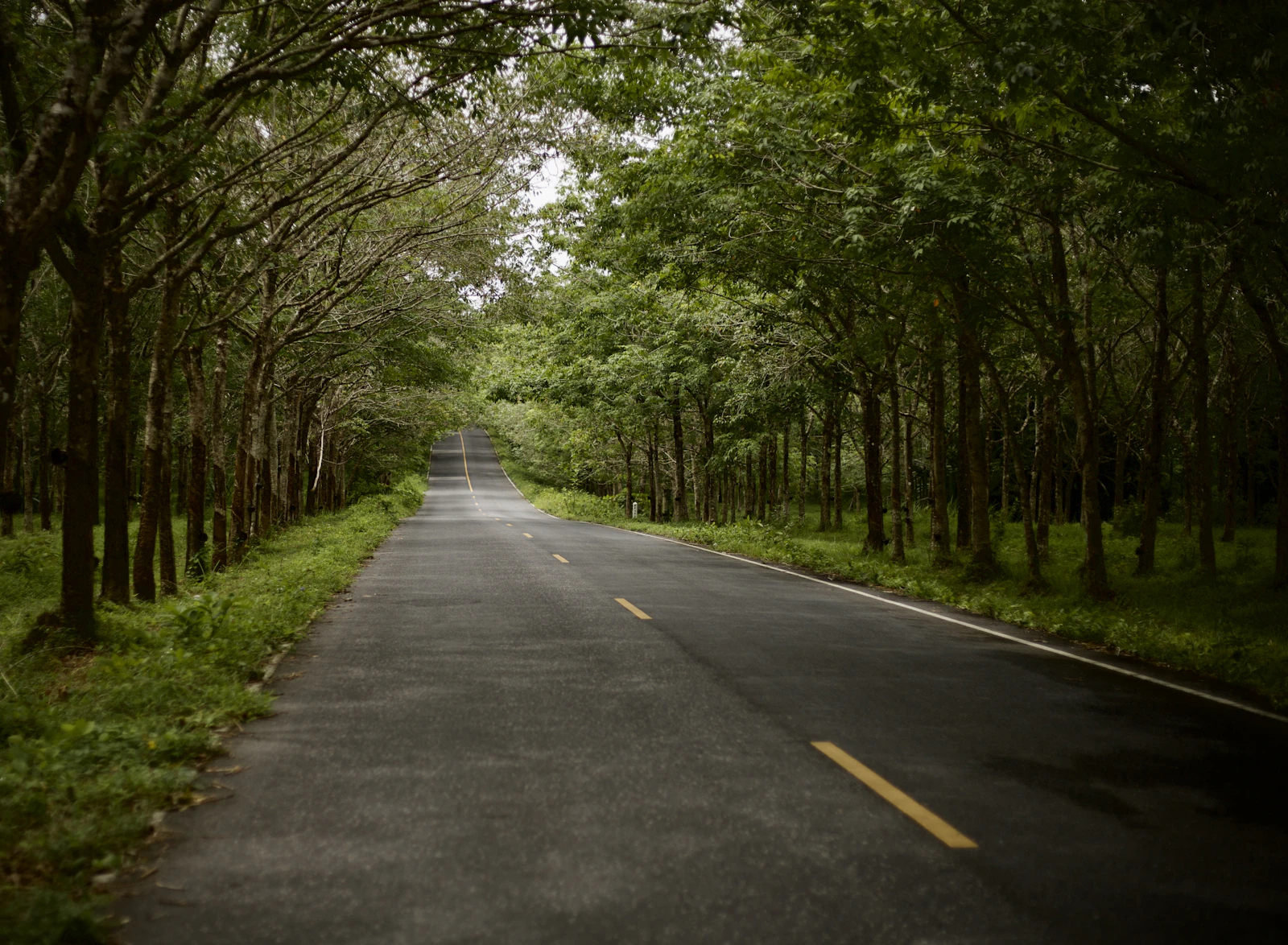 A quiet paved road running through trees in Thailand