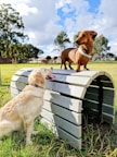 A dachshund stands confidently on an arched obstacle while a golden retriever sits on the grass looking up at it with its tongue out. The scene is set in an open grassy park with trees and a bright blue sky in the background.