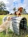 A dachshund stands confidently on an arched obstacle while a golden retriever sits on the grass looking up at it with its tongue out. The scene is set in an open grassy park with trees and a bright blue sky in the background.