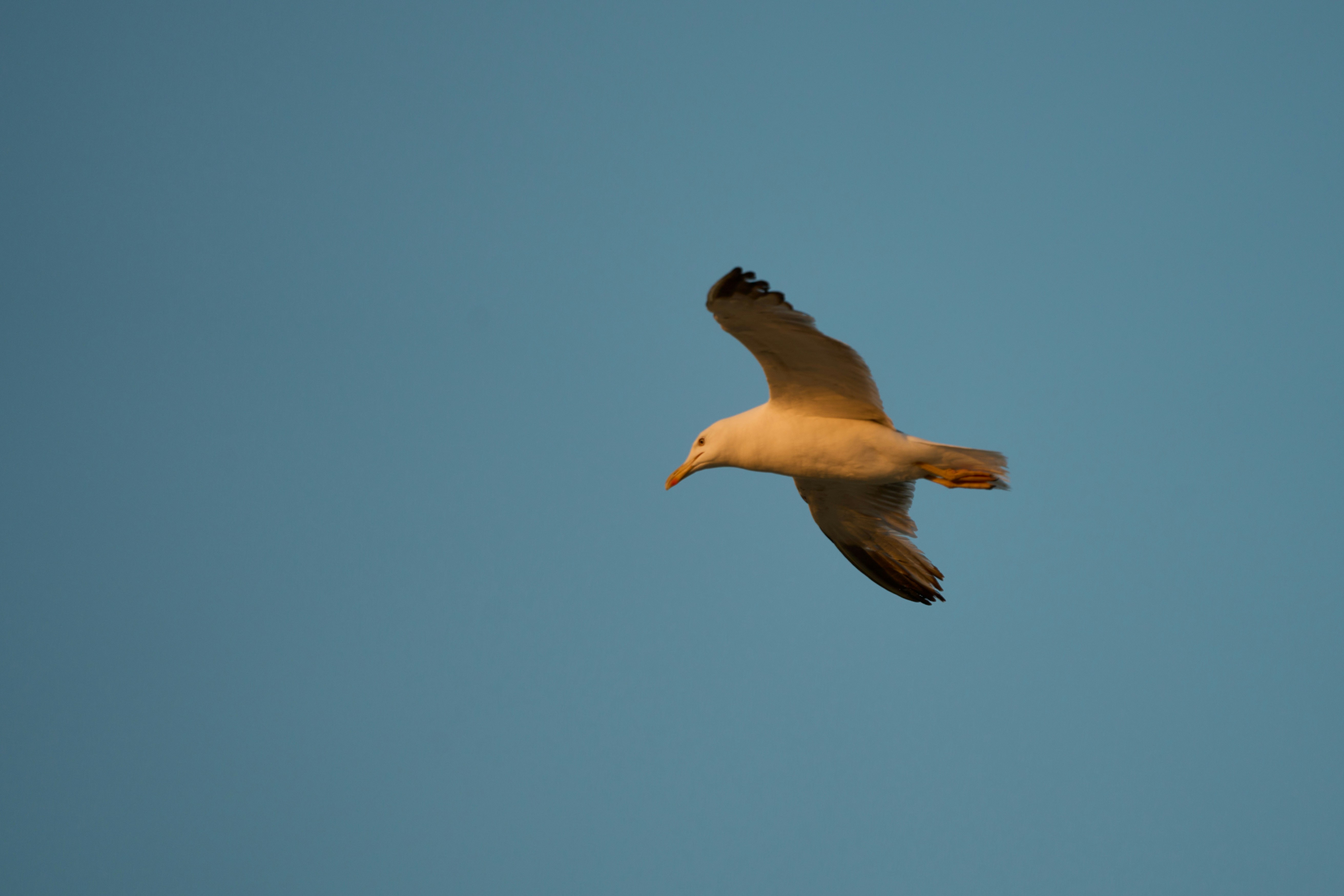 Photo by wolfgang_hasselmann