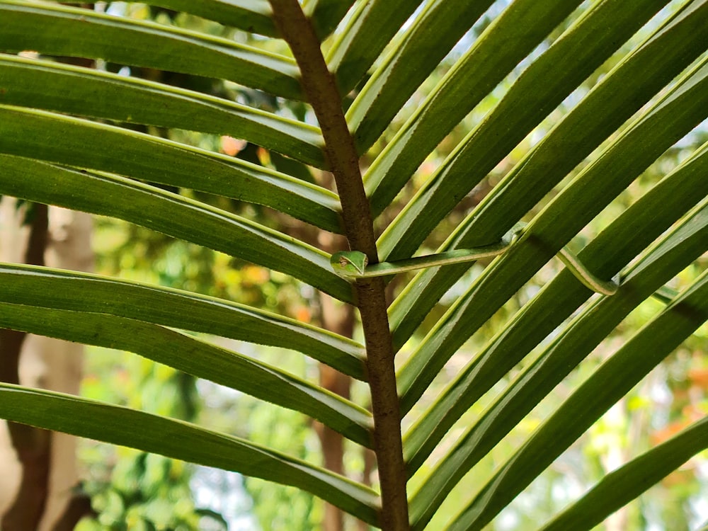 a close up of a plant