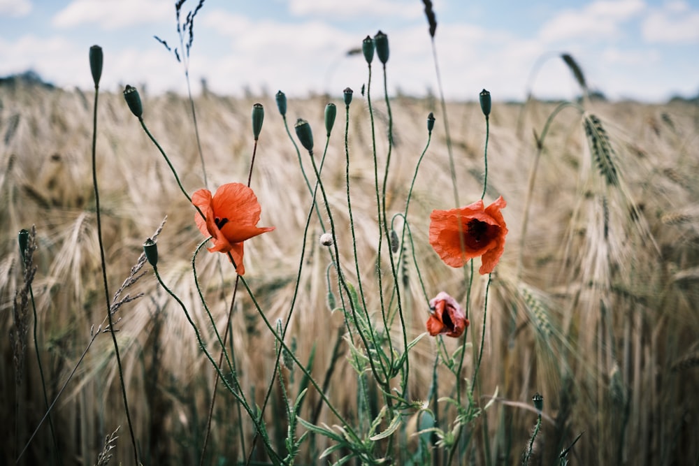 a group of flowers in a field