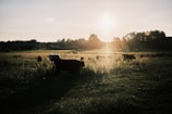 Sunset over a cattle farm with animals resting peacefully.
