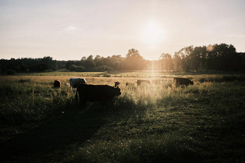A peaceful scene of grazing livestock on green pasture at sunset.