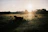 A volunteer gently feeding a cow in a peaceful rural setting during sunset.