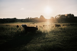 A serene sunset behind a herd of cattle resting near a water trough.