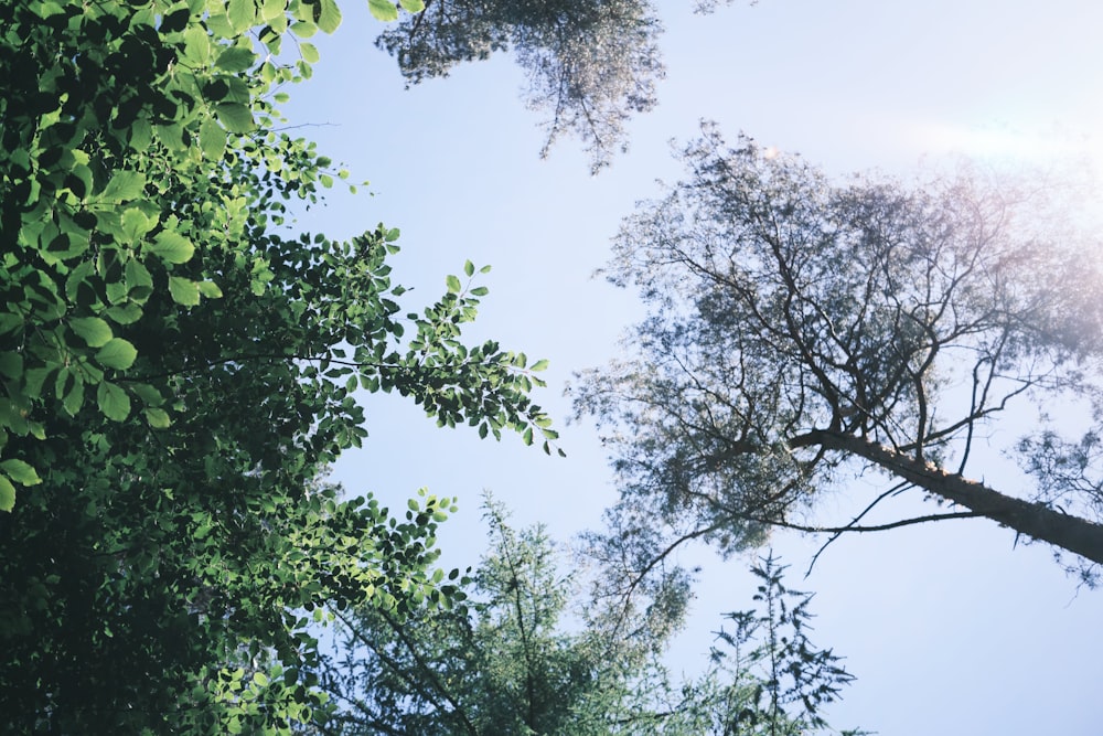 trees with leaves and sky in the background