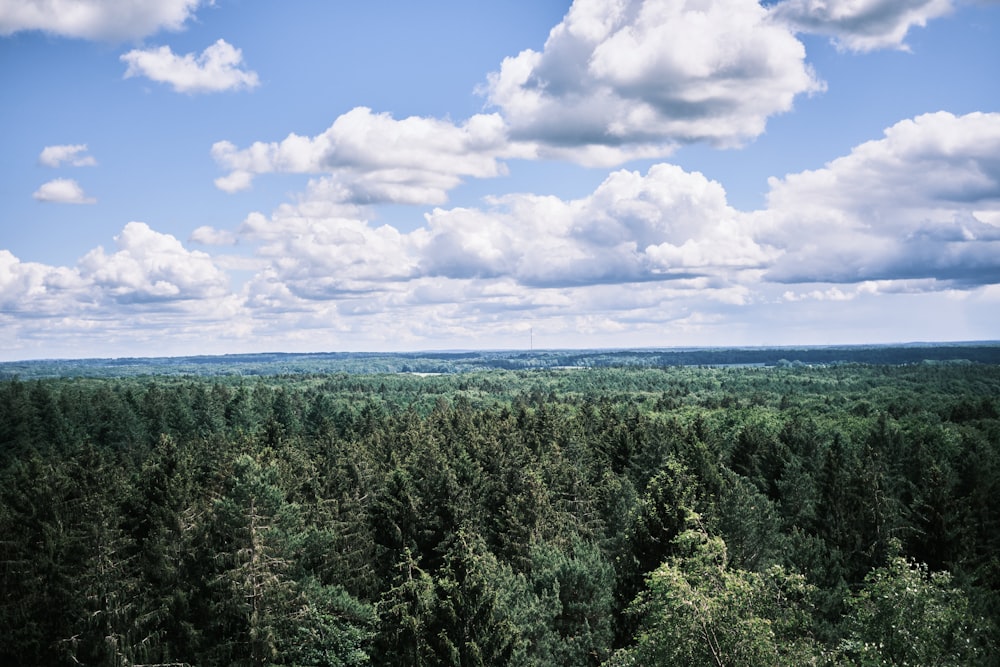 a forest of trees