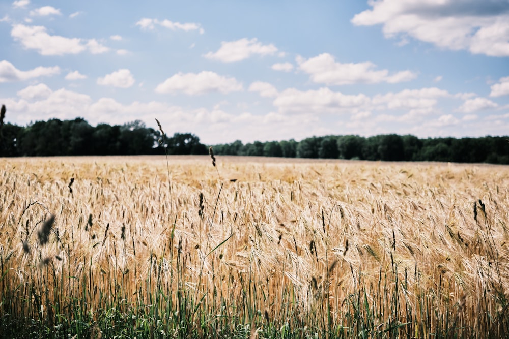 a field of wheat with trees in the background