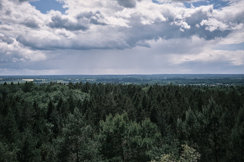 a forest of trees